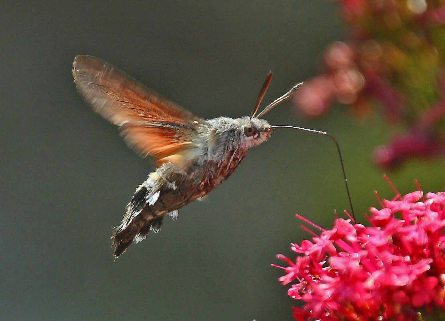 hummingbird-hawk-moth.jpg