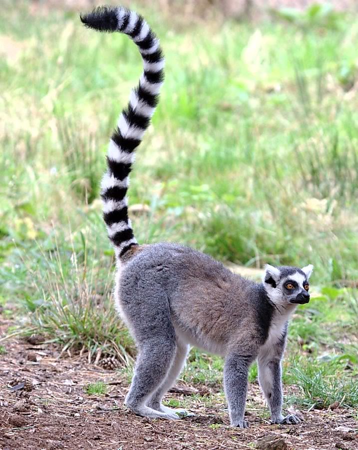 ringtailed-lemur_100814-15.jpg