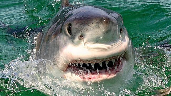 Great Whites have been protected since 1999. Picture: Al McGlashan