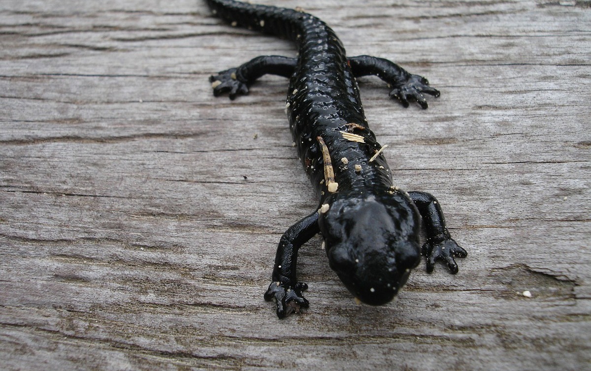 salamander-4147_1280.jpg
