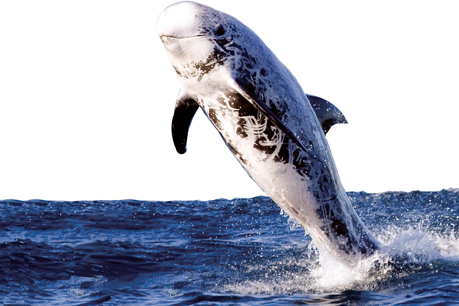 Risso-dolphin-GregBoreham.jpg