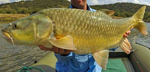 largemouth-yellowfish4.jpg